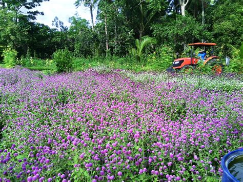 bee farm camalig albay|Bee Farm Camalig Albay – My Bicol Blog.